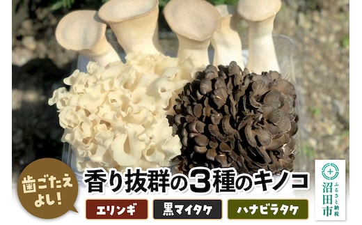 歯ごたえよし！香り抜群の3種のきのこ（エリンギ、黒舞茸、ハナビラタケ）の詰め合わせ [【野菜セット】舞茸 まいたけ マイタケ えりんぎ エリンギ 贈答 ギフト キノコ 群馬県 沼田市]