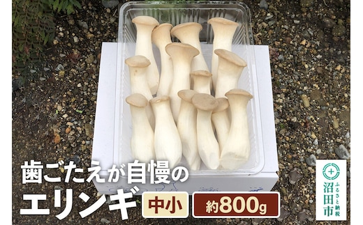 歯ごたえが自慢のエリンギ 中小 約800g [【野菜単品】えりんぎ エリンギ 贈答 ギフト キノコ 群馬県 沼田市]