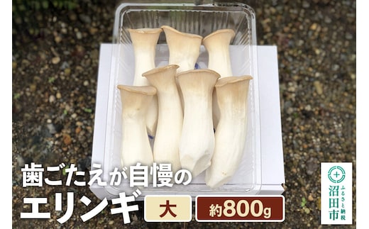 歯ごたえが自慢のエリンギ 大 約800g [【野菜単品】えりんぎ エリンギ 贈答 ギフト キノコ 群馬県 沼田市]