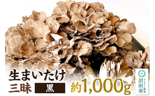 生まいたけ三昧（黒）約1000g おいがみ舞茸園