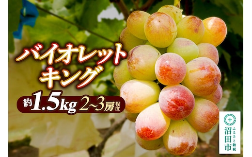 ぶどう バイオレットキング 約1.5kg（2～3房程度） ぶどう農園 ラ・テール 沼田市産 [ぶどう 種無し 大粒 甘い 糖度 19％以上 フルーツ 果物 美味 おいしい 葡萄 群馬県 沼田市 ぶどう農園 ラ・テール]