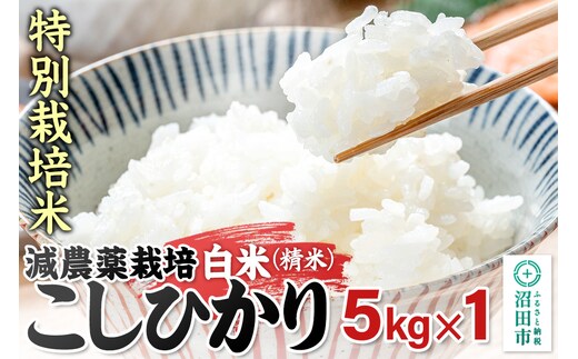 令和7年産 沼田市産 特別栽培米こしひかり 白米 5kg 奥利根自然菜園