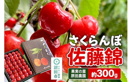 《2026年6月下旬～7月中旬発送》果実の里 原田農園 さくらんぼ（佐藤錦）約300g