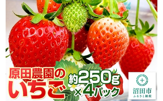 《2026年1月上旬～4月上旬発送》果実の里 原田農園 いちご 約250g×4パック