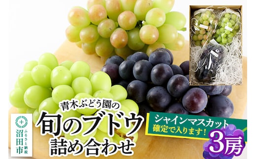 《9月上旬～下旬発送》青木ぶどう園の旬のブドウ詰め合わせ 3房 [お任せ おまかせ 葡萄 ぶどう ブドウ 群馬県 沼田市 シャインマスカット フルーツ くだもの 果物 詰め合わせ]