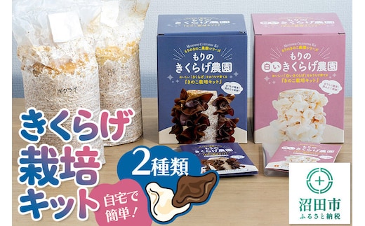 《夏季限定》きくらげ栽培キット 2種類セット もりのきくらげ農園／白いきくらげ農園 [木耳 きくらげ キクラゲ]