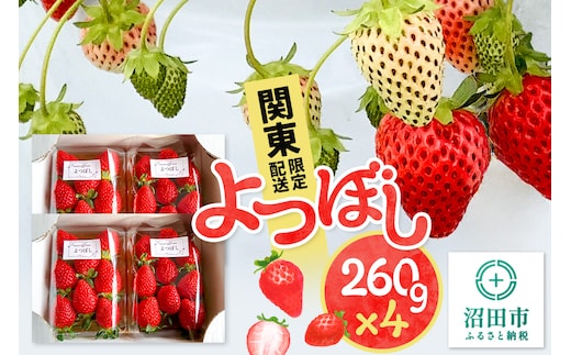 《2026年1月上旬～3月下旬発送》関東限定配送 イチゴ よつぼし 約260gパック×4