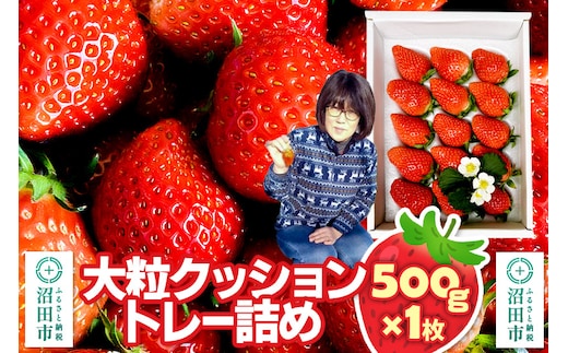 《2026年1月上旬～2月上旬発送》大粒クッショントレー詰め「やよいひめ」500g×1枚 山口いちご園 苺 イチゴ いちご