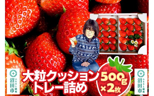 《2026年1月上旬～2月上旬発送》大粒クッショントレー詰め「やよいひめ」500g×2枚 山口いちご園 苺 イチゴ いちご