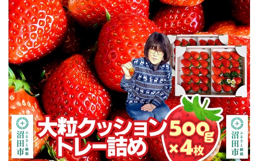 《2026年1月上旬～2月上旬発送》大粒クッショントレー詰め「やよいひめ」500g×4枚（2箱）山口いちご園 苺 イチゴ いちご