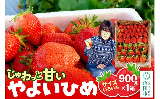 《2026年1月上旬～2月上旬発送》じゅわっと甘い！サイズいろいろ「やよいひめ」約900g（1箱／梱包込）山口いちご園 苺 イチゴ いちご