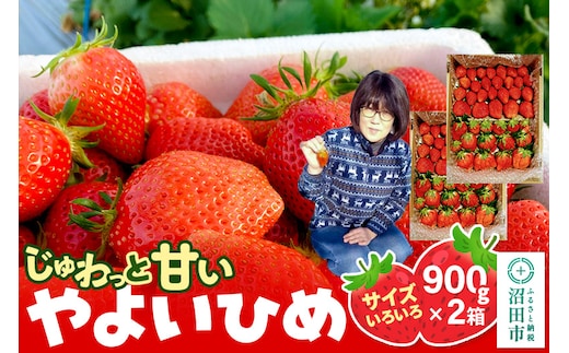 《2026年1月上旬～2月上旬発送》じゅわっと甘い！サイズいろいろ「やよいひめ」約1800g（約900g×2箱／梱包込）山口いちご園 苺 イチゴ いちご
