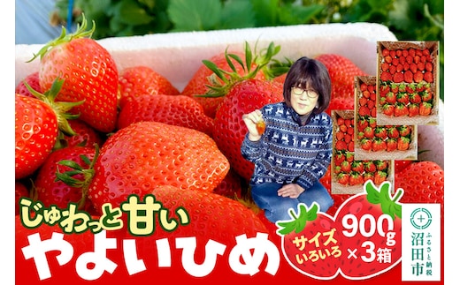《2026年1月上旬～2月上旬発送》じゅわっと甘い！サイズいろいろ「やよいひめ」約2700g（約900g×3箱／梱包込）山口いちご園 苺 イチゴ いちご