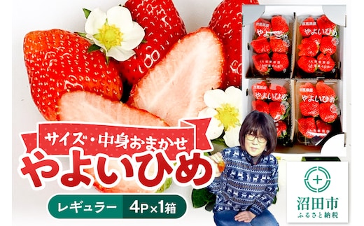 《2026年1月上旬～2月上旬発送》中身おまかせ「やよいひめ」レギュラーパック 250g 4パック×1箱 山口いちご園 苺 イチゴ いちご