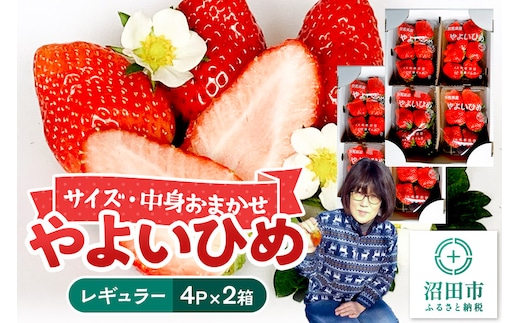 《2026年1月上旬～2月上旬発送》中身おまかせ「やよいひめ」レギュラーパック 250g 4パック×2箱 山口いちご園 苺 イチゴ いちご