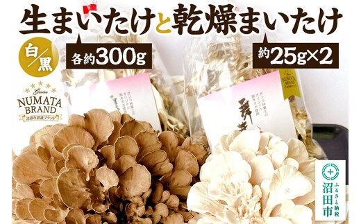 生まいたけ（白・黒）各約300g＋乾燥まいたけ25g×2個セット 詰め合わせ おいがみ舞茸園 [舞茸 まいたけ マイタケ]