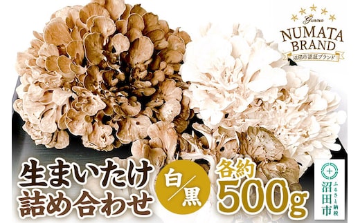生まいたけ（白・黒）各約500g 詰め合わせ おいがみ舞茸園 [舞茸 まいたけ マイタケ]