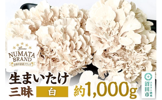 生まいたけ三昧（白）約1000g 詰め合わせ おいがみ舞茸園 [舞茸 まいたけ マイタケ]