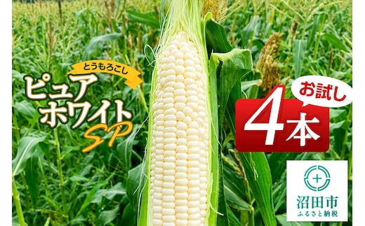《7月下旬～9月上旬発送》とうもろこし ピュアホワイトSP お試しセット（4本）山口いちご園
