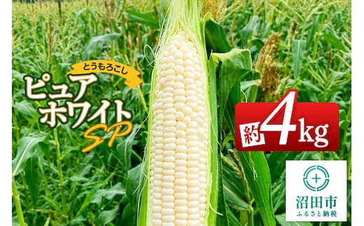 《7月下旬～9月上旬発送》とうもろこし ピュアホワイトSP 約4kg（8～12本）山口いちご園