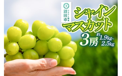 【9月中旬から10月末に発送】 シャインマスカット 3房（計約1.9kg～2.5kg） 糖度18度以上 種なし 皮ごと食べられる 濃厚な甘さ 家庭用 贈答用 永井農園 [葡萄 ぶどう ブドウ シャインマスカット 種なし 甘い 家庭用 贈答用 糖度18度以上]