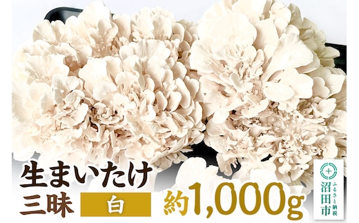 《2026年1月発送》生まいたけ三昧（白）約1000g 詰め合わせ おいがみ舞茸園