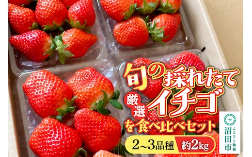 《2026年1月上旬～2月上旬発送》旬の採れたて厳選イチゴを食べ比べ！《2～3品種》約2kg 詰め合わせセット（サイズ・品種おまかせ）