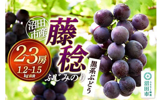 沼田市産 ぶどう 藤稔 2～3房（約1.2kg～1.5kg）まるいぶどう園 [葡萄 ぶどう ブドウ]