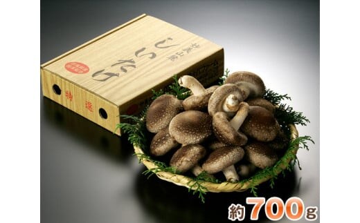 特選菌床生椎茸 約700g（箱入り） ／ キノコ きのこ シイタケ しいたけ 群馬県 ANO002
