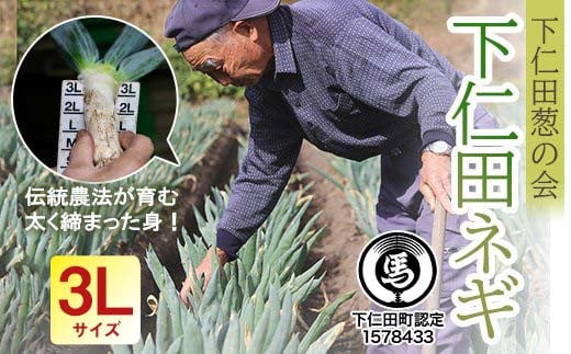 下仁田葱の会の下仁田葱（3Lサイズ 10本） とろける 甘い ねぎ ネギ 王様ねぎ 特産 栄養たっぷり ブランド 上州ねぎ すきやき F21K-590