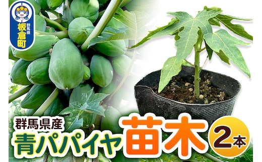 果物 苗 青パパイヤ 苗木 2本 群馬県板倉町 3寸ポット