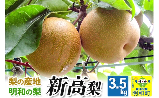 梨（新高 にいたか）3.5kg【9月中旬～10月上旬にお届け】 果物 フルーツ [梨 なし ナシ 和梨 ジューシー 果汁たっぷり 梨の産地 群馬県明和産 新高 にいたか 大玉 贈答用 ギフト 人気品種]