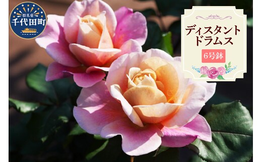 【群馬県千代田】ディスタントドラムス 【バラ】 鉢植え 6号鉢 鈴木ガーデン