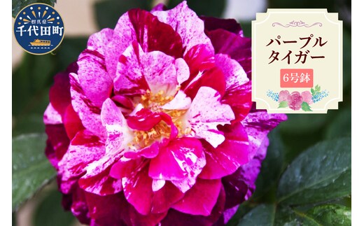 【群馬県千代田】パープルタイガー 【バラ】 鉢植え 6号鉢 鈴木ガーデン