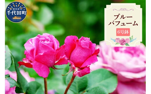 【群馬県千代田】ブルーパフューム 【バラ】 鉢植え 6号鉢 鈴木ガーデン