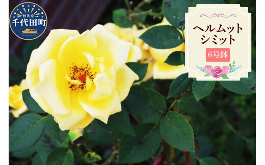 【群馬県千代田】ヘルムットシミット 【バラ】 鉢植え 6号鉢 鈴木ガーデン