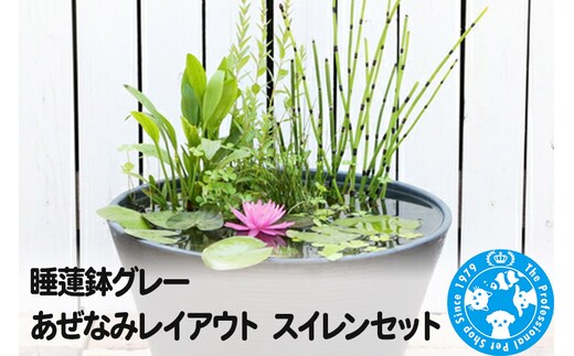 睡蓮鉢グレー あぜなみレイアウト スイレンセット