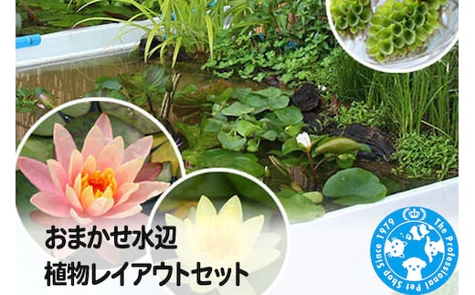 おまかせ水辺植物レイアウトセット