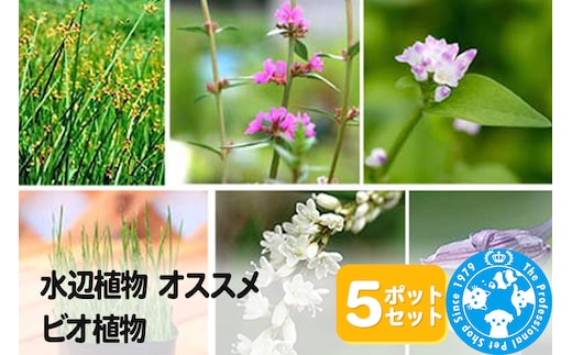 水辺植物 オススメ ビオ植物×5ポット