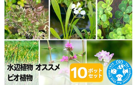 水辺植物 オススメ ビオ植物×10ポット