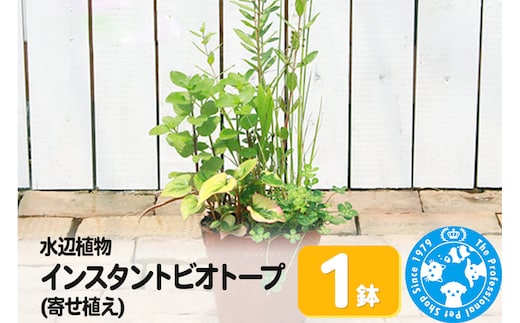 水辺植物 インスタントビオトープ(寄せ植え)(1鉢)