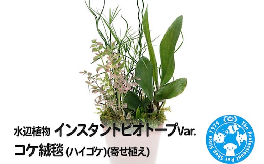 水辺植物 インスタントビオトープ Var.コケ絨毯(ハイゴケ)(寄せ植え)