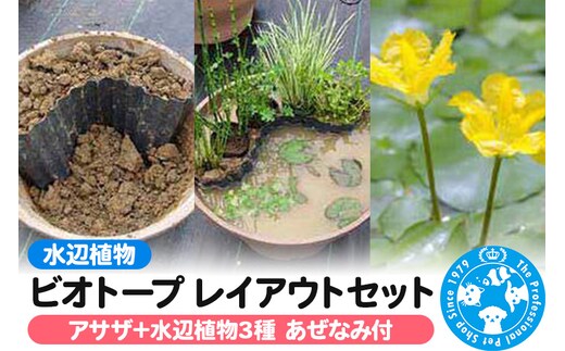 水辺植物 ビオトープレイアウトセット（アサザ+水辺植物3種 あぜなみ付）