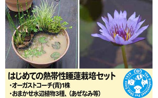 はじめての熱帯性睡蓮栽培セット（オーガストコーチ(青)1株、おまかせ水辺植物3種、あぜなみ等）《説明書付》