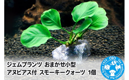 ジェムプランツ おまかせ小型アヌビアス付 スモーキークォーツ 1個