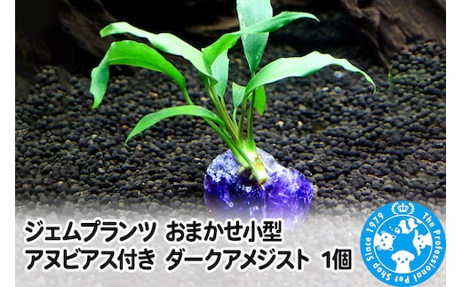 ジェムプランツ おまかせ小型アヌビアス付き ダークアメジスト 1個