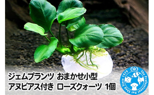 ジェムプランツ おまかせ小型アヌビアス付き ローズクォーツ 1個