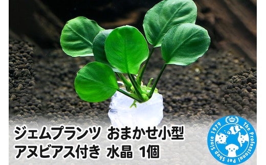 ジェムプランツ おまかせ小型アヌビアス付き 水晶 1個