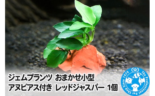 ジェムプランツ おまかせ小型アヌビアス付き レッドジャスパー 1個