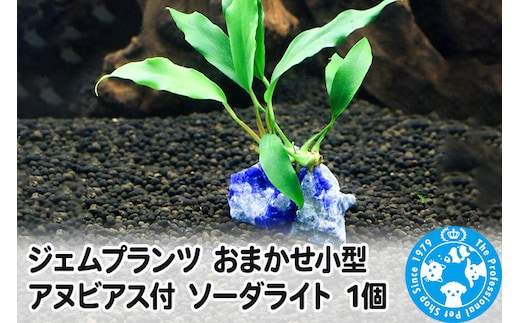 ジェムプランツ おまかせ小型アヌビアス付 ソーダライト 1個